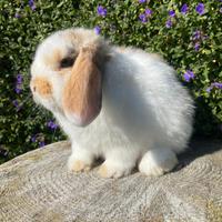 Cucciolo ariete nano