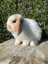 Cucciolo ariete nano