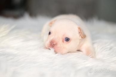 Cucciola di bulldog francese