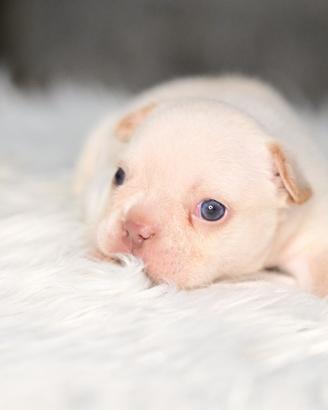 Cucciola di bulldog francese