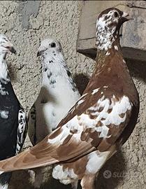 Colombi viaggiatori Meulemans