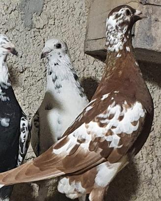 Colombi viaggiatori Meulemans