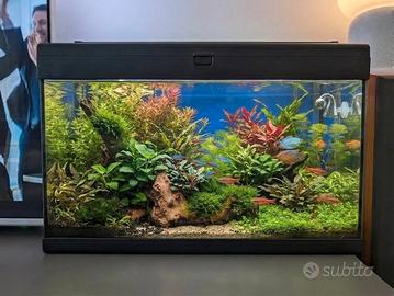 acquario 