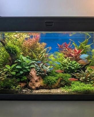 acquario 