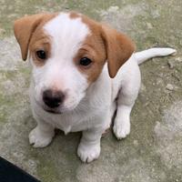 Jack Russell