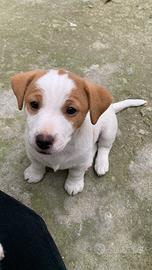Jack Russell
