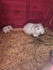 Cavia total white dolcissima