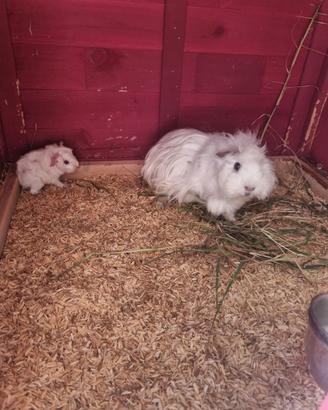 Cavia total white dolcissima