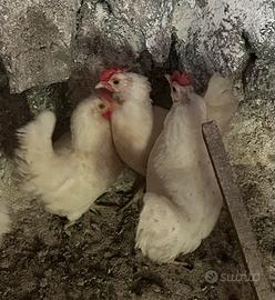 Galline e Gallo nane