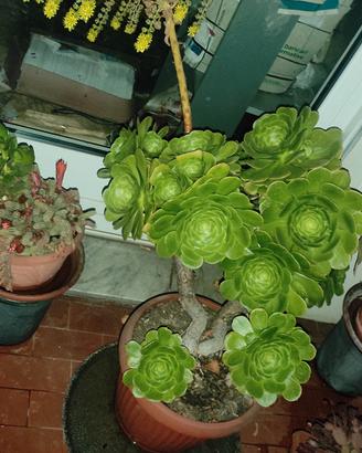 piante varie da 30/40 euro e gerani 3 10 euro