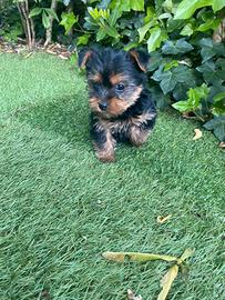 Yorkshire Toy cuccioli