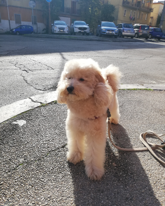 Barbone nano