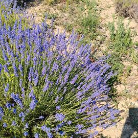 fiori di lavanda essicati bio in sacchettini