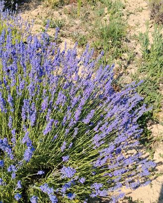fiori di lavanda essicati bio in sacchettini