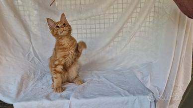Maine coon