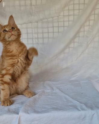 Maine coon