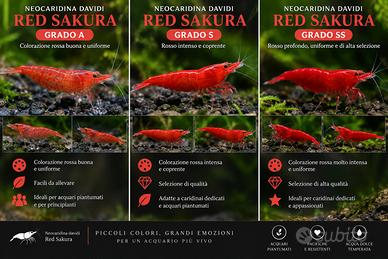 Neocaridina Red Sakura - Grado A, S e SS - Gambere