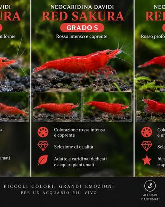 Neocaridina Red Sakura - Grado A, S e SS - Gambere