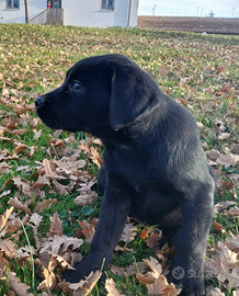 Cuccioli di labrador
