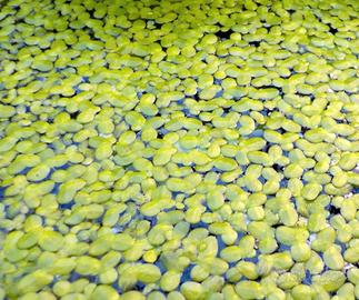 Lenticchia d'acqua e sltre piante acquatiche 