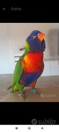 Lory arcobaleno femmina