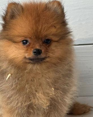 Spitz di Pomerania