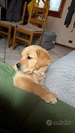 Cucciolo Golden Retriever con pedigree