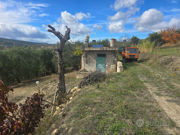 Terreno con vigneto e oliveto con torretta