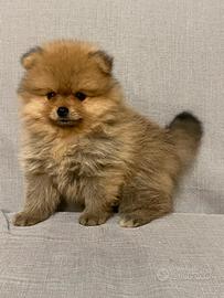 Spiz di Pomerania