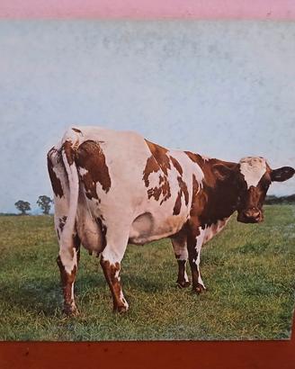 Ritiro Dischi in Vinile LP 33 Giri e MIX 