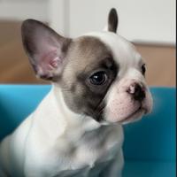 Cucciola di bulldog francese, femmina Pedigree