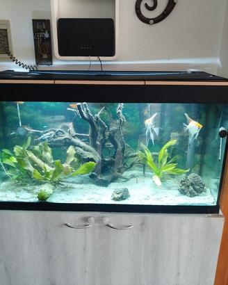 acquario 180l