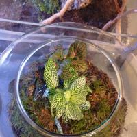 Terrari con piante decorativi