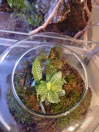 Terrari con piante decorativi