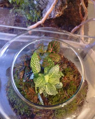 Terrari con piante decorativi