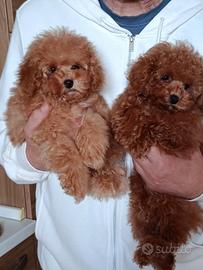 Barboncini Toy Red con pedigree Enci