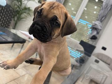 Cucciola cane corso