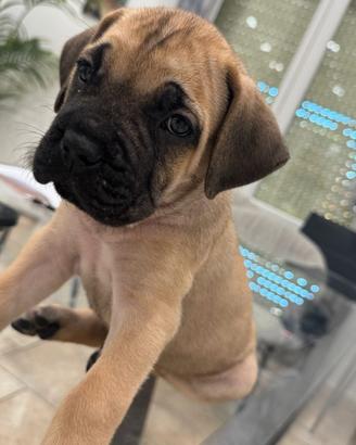 Cucciola cane corso