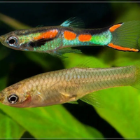 Avannotti di Endler non ancora sessati 7 esemplari