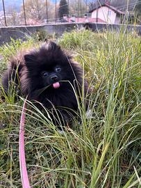 Cucciola volpino pomerania TOY 10 mesi black