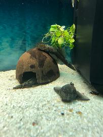 Pesci ancistrus coppie