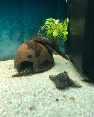 Pesci ancistrus coppie