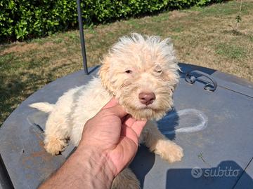 Lagotto romagnolo