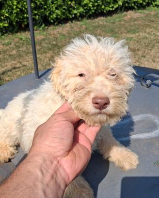 Lagotto romagnolo