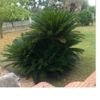 CYCAS