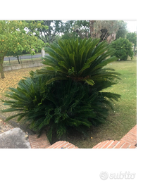 CYCAS