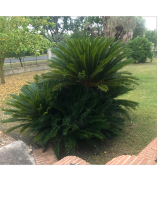 CYCAS