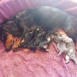 Cuccioli da madre bassotta arlecchina