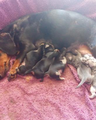 Cuccioli da madre bassotta arlecchina