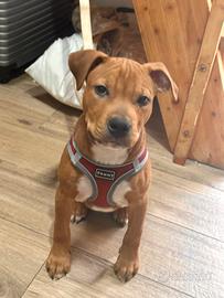 Cucciolo di Pitbull XL